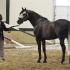 The ABCs of Stallion Management